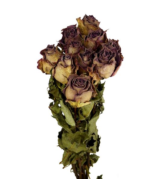 Rosa seca lila 50 - ROSSECLIL