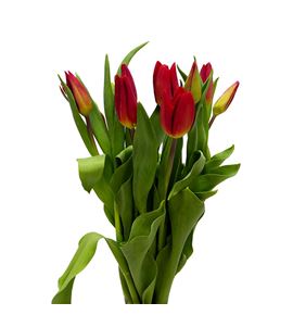 Tulipan strong fire 42 - TULSTRFIR