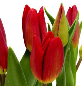 Tulipan strong fire 42 - TULSTRFIR