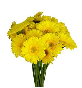 Gerb mini moreno 50 - GERMMOR