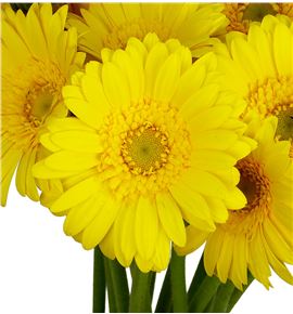 Gerb mini moreno 50 - GERMMOR