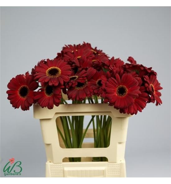 Gerbera dark diamond 50 x10 - GERDARDIA5010