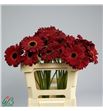 Gerbera dark diamond 50 x10 - GERDARDIA5010