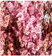 Limonium chino preservado pink - LIMCHIPREROS1