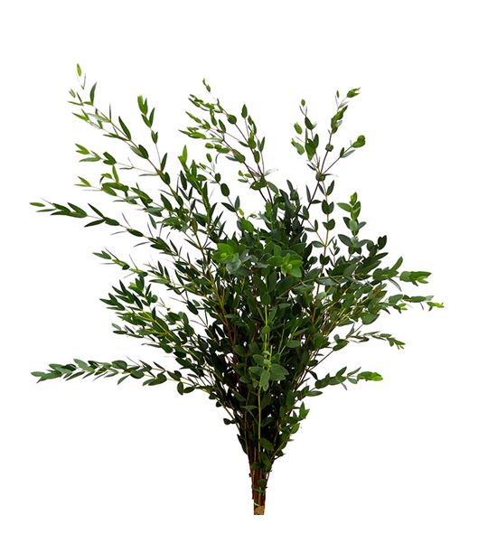 Eucaliptu parvifolia 80 300gr - EUCPAR