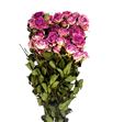 Rosa ramificada seca rosa - ROSRAMSECROS