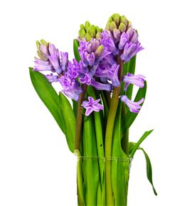 Jacinto splend cornelia 30 - HYASPLCOR