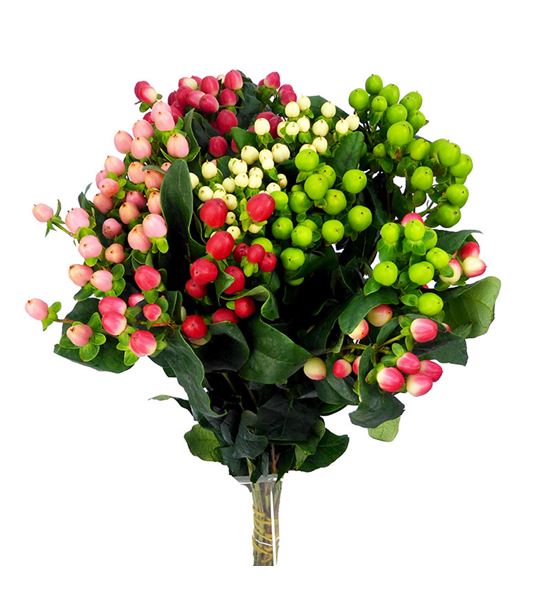 Hypericum romance mixto 50 x25 - HYPROMMIX