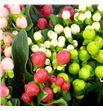 Hypericum romance mixto 50 x25 - HYPROMMIX1