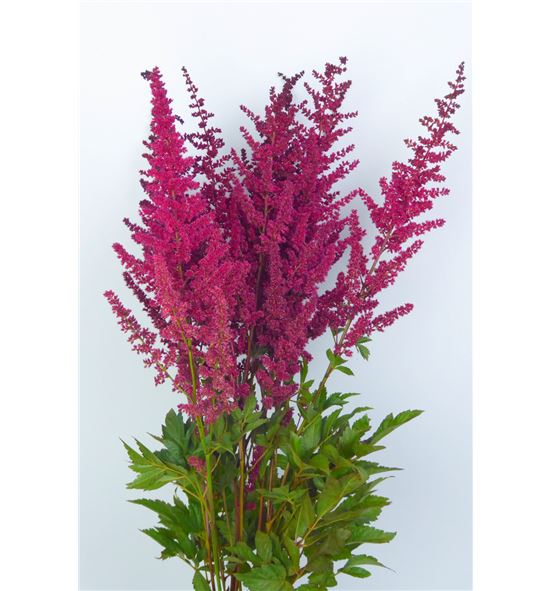 Astilbe glut 60 - ASTGLU