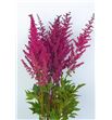 Astilbe glut 60 - ASTGLU