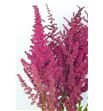 Astilbe glut 60 - ASTGLU1