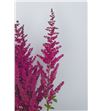 Astilbe glut 60 - ASTGLU2