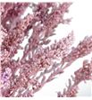 Solidago teñido rosa claro 80 - SOLTENROSCLA1