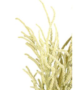 Amaranthus yearming desert 60 - AMAYEADES