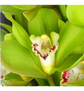 Cymbidium green giant x9 - CYMBGREGIA