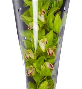 Cymbidium green giant x9 - CYMBGREGIA