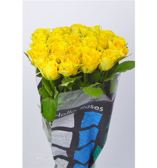 Rosa hol. viva 50 - RGRVIV