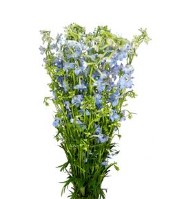 Delphinium ballkleid 90 - DELBAL