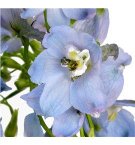Delphinium ballkleid 90 - DELBAL