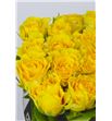 Rosa hol. viva 50 - RGRVIV1