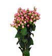 Hypericum rosa - HYPCOCCAS