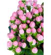 Hypericum rosa - HYPCOCCAS1