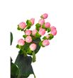 Hypericum rosa - HYPCOCCAS2