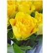 Rosa hol. viva 50 - RGRVIV2