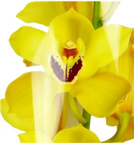 Cymbidium cooksbridge x9 - CYMBCOO2