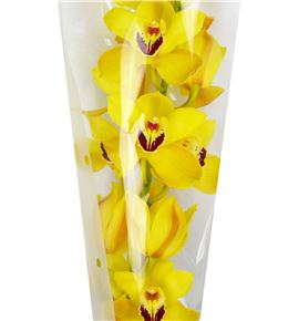 Cymbidium cooksbridge x9 - CYMBCOO2