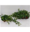 Pl. hedera helix pittsburgh 45cm x6 - HEDHPIT61345
