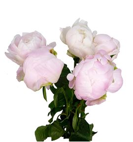 Paeonia miss america x5 50 - PAEMISAME