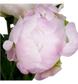 Paeonia miss america x5 50 - PAEMISAME