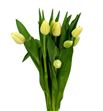 Tulipan cheers 38 - TULCHE