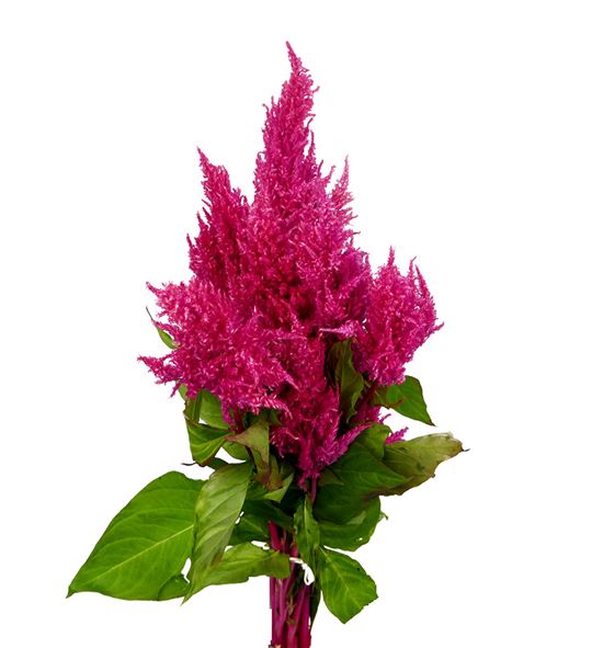 Celosia plumosa kim rose 40 - CELPLUKIMROS