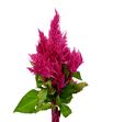 Celosia plumosa kim rose 40 - CELPLUKIMROS