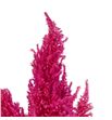 Celosia plumosa kim rose 40 - CELPLUKIMROS1