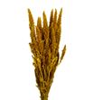 Amaranthus seco amarillo - AMASECAMA