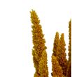 Amaranthus seco amarillo - AMASECAMA1