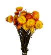 Helichrysum seco naranja - HELSECNAR