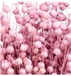 Linum seco rosa claro - LINSECROSCLA1