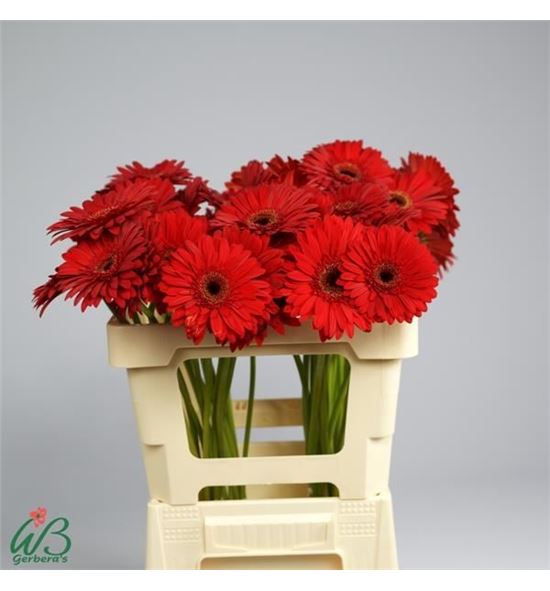 Gerbera barones 50 x10 - GERBARO5010