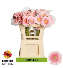 Gerbera romella 50 x10 - GERROME5010