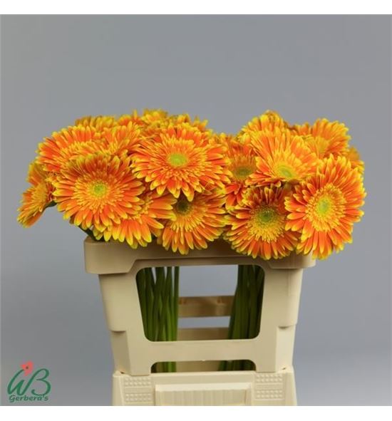 Gerbera souvenir 50 x10 - GERSOU5010