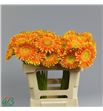 Gerbera souvenir 50 x10 - GERSOU5010