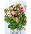 Rs ramificada latin pompon freelander 35 - RTRLATPOM