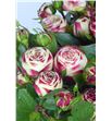 Rs ramificada latin pompon freelander 35 - RTRLATPOM1
