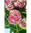 Rs ramificada latin pompon freelander 35 - RTRLATPOM2