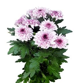 Cr pip pretty 70 - CRGPIPPRE